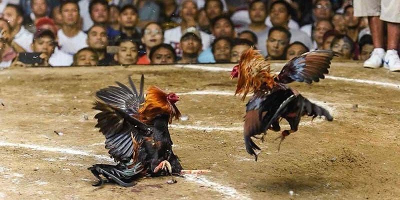Bộ môn đá gà cựa sắt trực tuyến mang đến những màn tranh đấu mãn nhãn